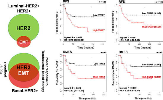 Kaplan-Meier RFS and DMFS curves of HER2+ patients stratified by low/high TWIST and low/high SNAI2 (SLUG) gene expression.