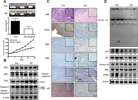 Anti-tumor activity of BV in cervical cancer xenograft.