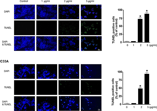 Effect of BV on apoptotic cell death.