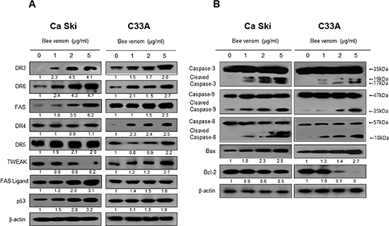 Effect of BV on the expression of apoptosis regulatory proteins.