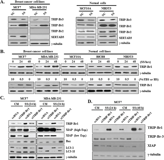 Positive effect of TRIP-Br1 on XIAP expression under serum depletion.