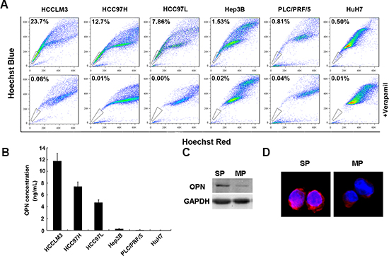 OPN expression is high in a side population of HCC cells.