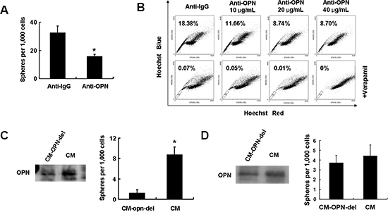 Secreted OPN from HCC cells maintains CSC-like phenotypes.