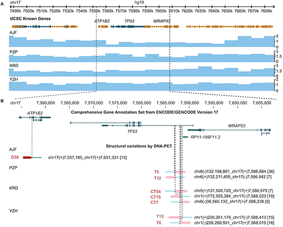 Translocation hotspot in intron 1 of TP53 in OS samples.