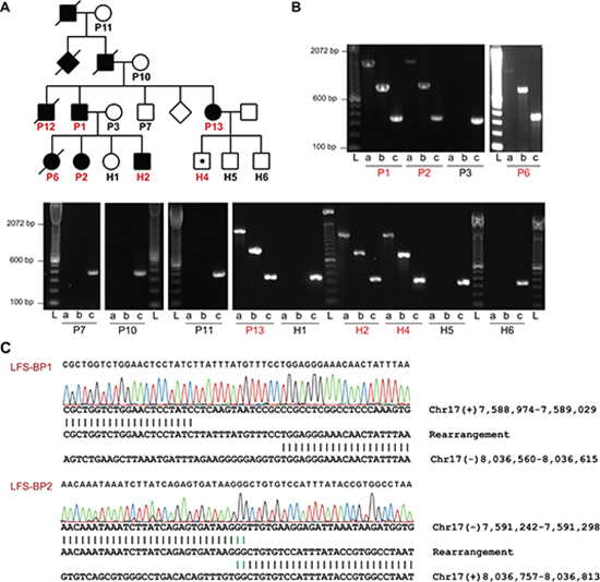 TP53 intron 1 rearrangement in a family with LFS.