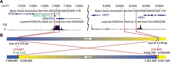 Inversion of 445 kb affecting intron 1 of TP53 in a family with LFS.