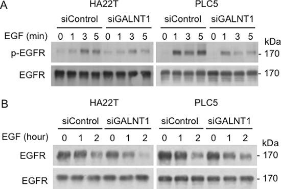 Knockdown of GALNT1 reduces EGF-induced EGFR activation and enhances EGFR degradation.