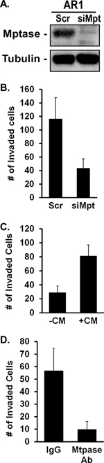 Matriptase, but not CDCP1, promotes AR-dependent invasion.