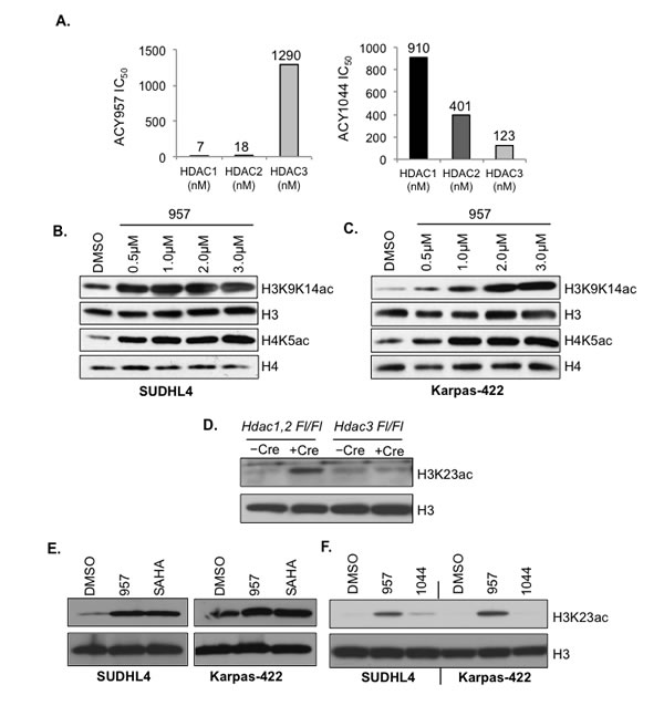 Selective HDAC1,2 inhibition increases H3K27ac in EZH2