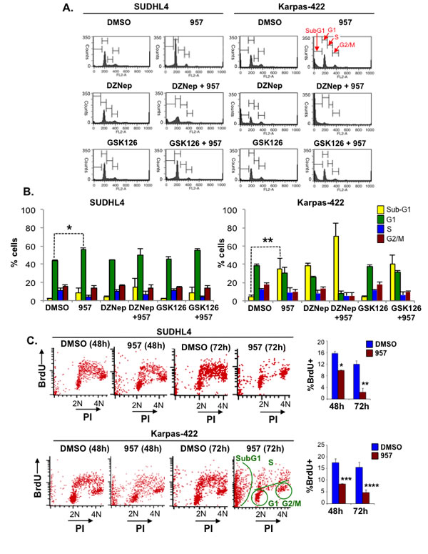 HDAC1,2 inhibition causes apoptosis in Karpas-422 cells and a G1 arrest in SUDHL4 cells.