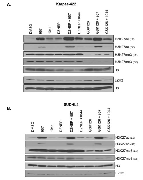 Selective HDAC1,2 inhibition increases global chromatin-associated H3K27ac without altering H3K27me3 in EZH2