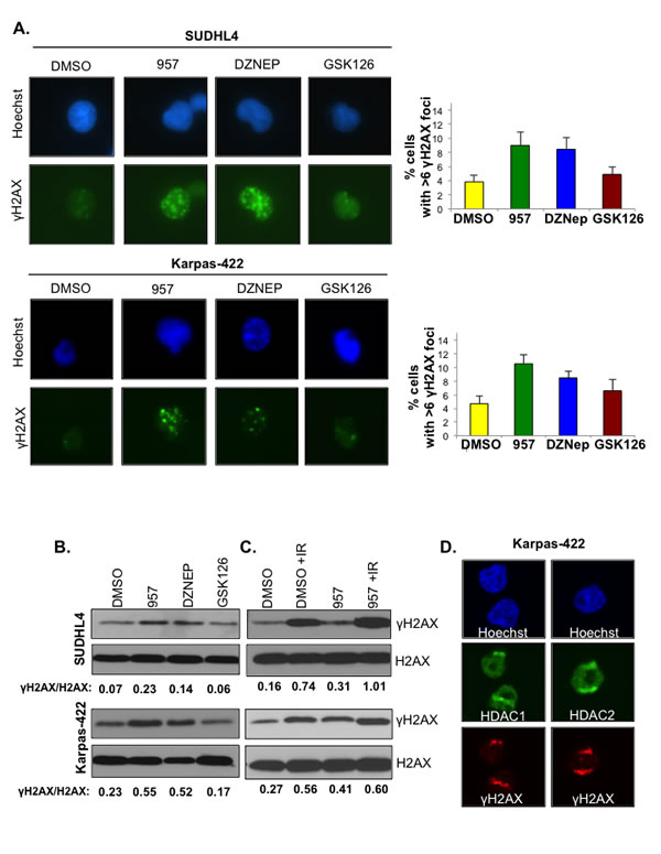 Selective inhibition of HDAC1,2 activates DNA damage response and impairs DSB repair in EZH2