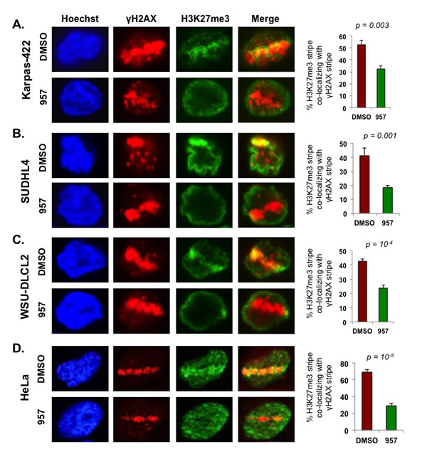 HDAC1,2 activity is critical for H3K27me3 enrichment at defined laser-induced break sites in chemoresistant DLBCL cells.