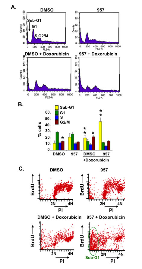 HDAC1,2 inhibition sensitizes chemoresistant Karpas-422 cells to doxorubicin induced cell death.
