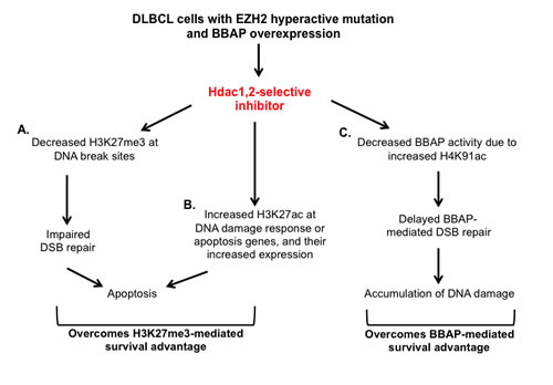 Model for the mechanism of action of HDAC1,2-selective inhibitor in EZH2