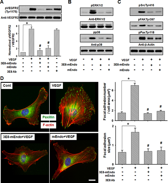 3E8-mEndo significantly inhibits VEGF receptor-2 activation.