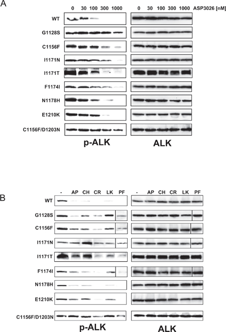 Analysis of Ba/F3-NPM/ALK cell lines sensitivity to ALK inhibitors.