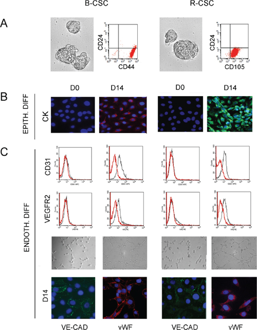 Characterization and differentiative properties of CSC from breast and renal carcinomas.