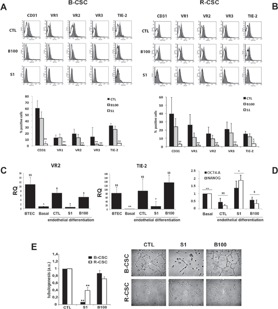 Effect of Bevacizumab and Sunitinib on the endothelial differentiation of CSC.