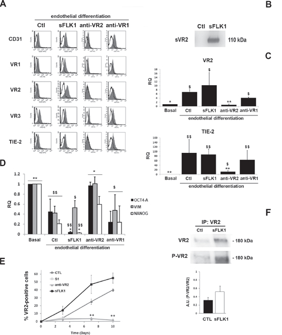Effect of the VEGF trap sFlk1 and VEGFR blockade on CSC endothelial differentiation.