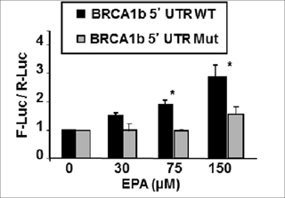 EPA-induced translational up-regulation of reporter genes fused to BRCA1 mRNAb 5&#x2019;UTR is dependent on the presence of tandem uORFs.