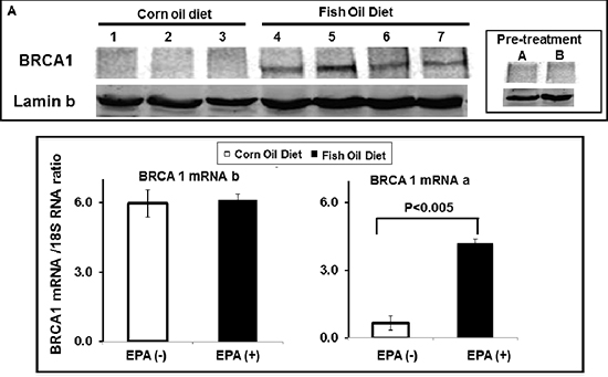 EPA up-regulates BRCA1 in vivo.