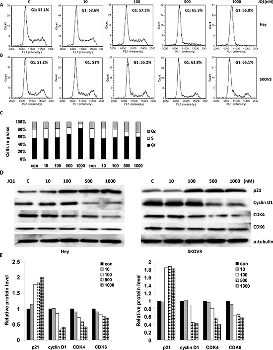 JQ1 induced cell cycle arrest in a dose dependent manner (range 0 to 1000 nM) in human ovarian cancer cell lines.