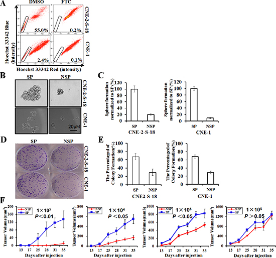 Identification and characterization of cancer stem-like SP cells in NPC cell lines.