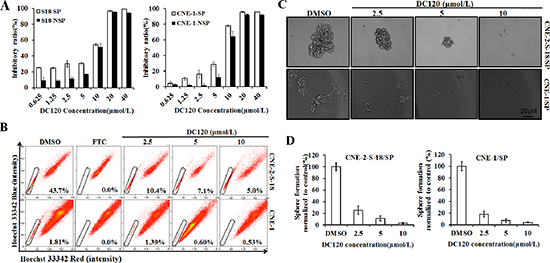 Inhibitory effect of DC120 on cancer stem-like SP cells.