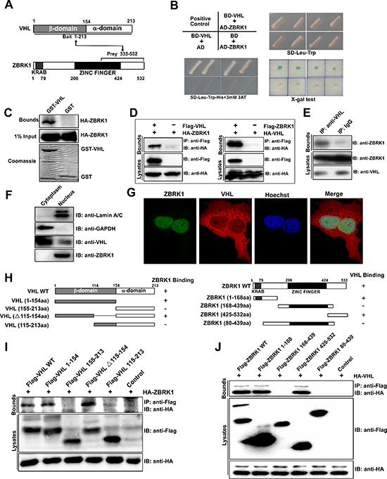 Identification of ZBRK1 as a VHL interacting protein.