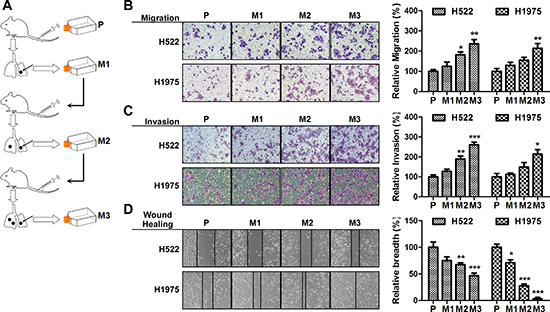 Isolation of subpopulations of NSCLC cells that have a high metastatic potential.