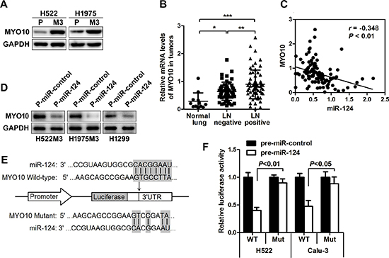 MYO10 is identified as a functional downstream target of miR-124.