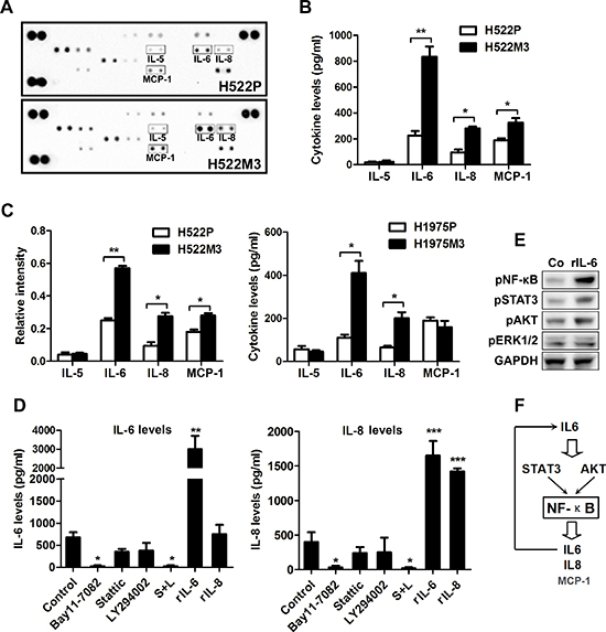 An IL6-NF-&kappa;B inflammatory loop is activated in aggressive NSCLC cells.