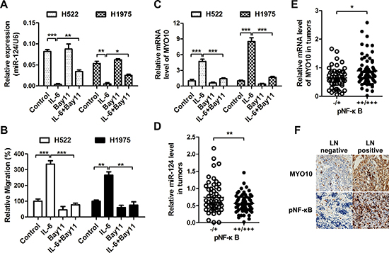 miR-124 is down-regulated by NF-&kappa;B.