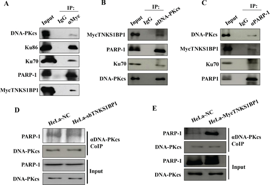 TNKS1BP1 mediated the interaction of DNA-PKcs and PARP-1.