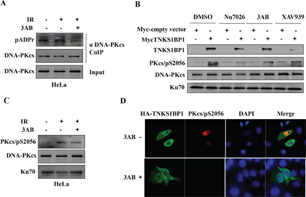 PARP-1 is responsible for TNKS1BP1-induced autophosphorlation of DNA-PKcs/S2056.