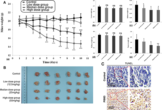 Anti-tumor activities of PI003 in in vivo mouse models.