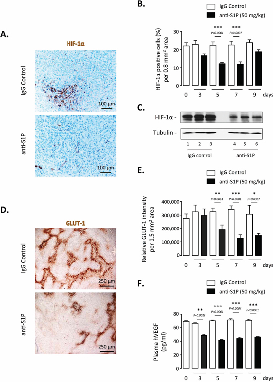 Effect of S1P neutralization on HIF-1&#x03B1; expression and activity in vivo.