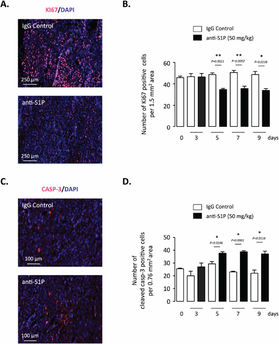 Effect of S1P neutralization on tumor cell proliferation and apoptosis of established orthotopic PC-3/GFP tumors in mice.