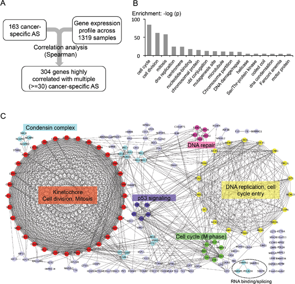 Genes associated with cancer-specific AS events.