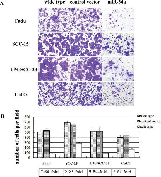 MiR-34a suppressed the invasion of HNSCC cell lines in vitro.