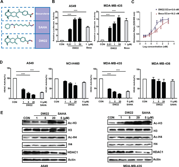 The effects of DW22 on RXR activation and HDAC inhibition.