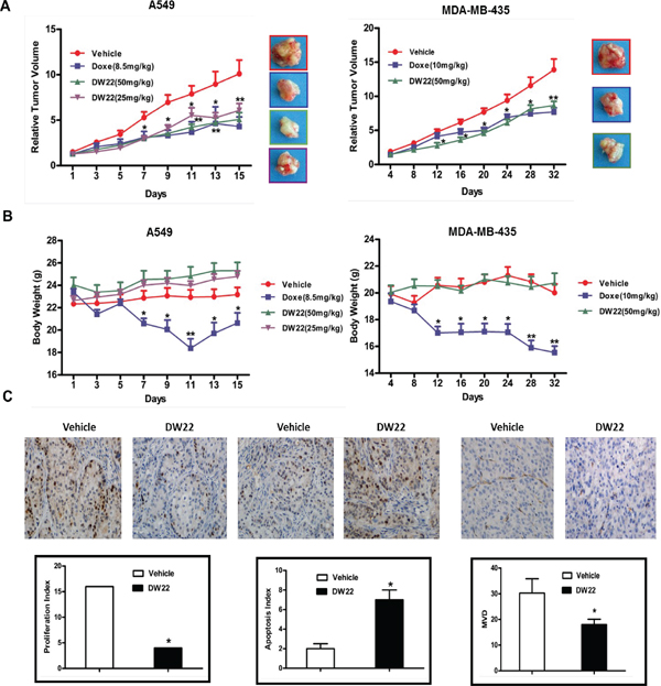 The effects of DW22 on tumor growth, body weight, and the expressions of tumor-related biomarkers in vivo.