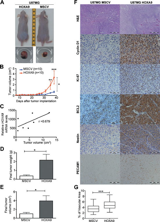 HOXA9 accelerates tumor growth in vivo.