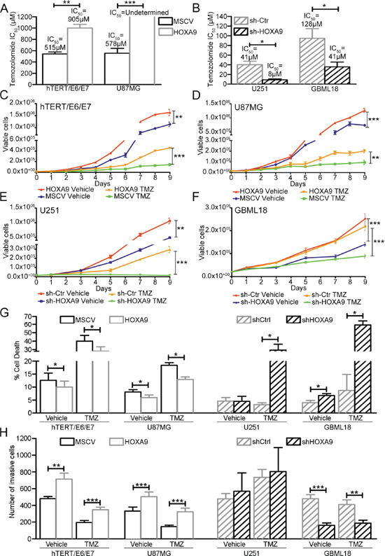 Functional roles of HOXA9 in GBM cell viability, death, and invasion, under basal conditions and temozolomide treatment.