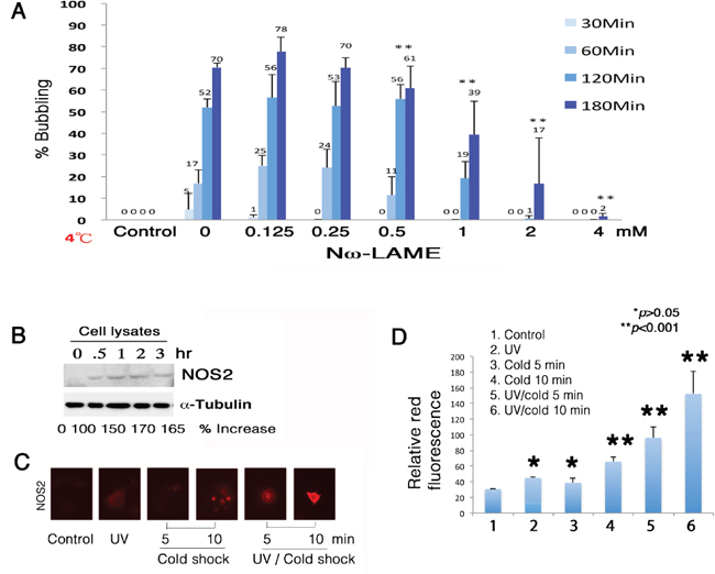 Suppression of bubbling by NOS2 inhibitor N&#x03C9;-LAME.