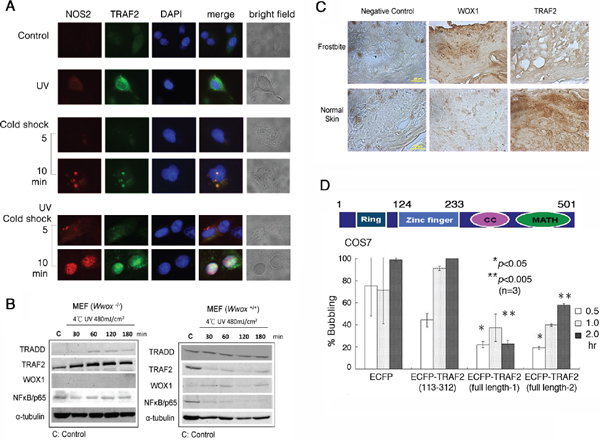 UV/cold shock induces NOS2 and TRAF2 expression.