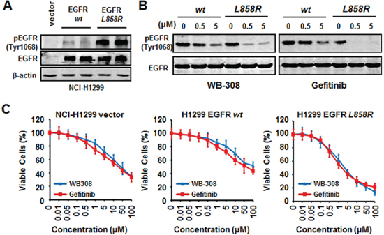 WB-308 exerts the same molecular mechanism with Gefitinib in EGFR mutated NSCLC cells.