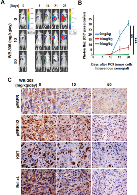 WB-308 inhibits PC-9 orthotopic tumor growth in vivo.