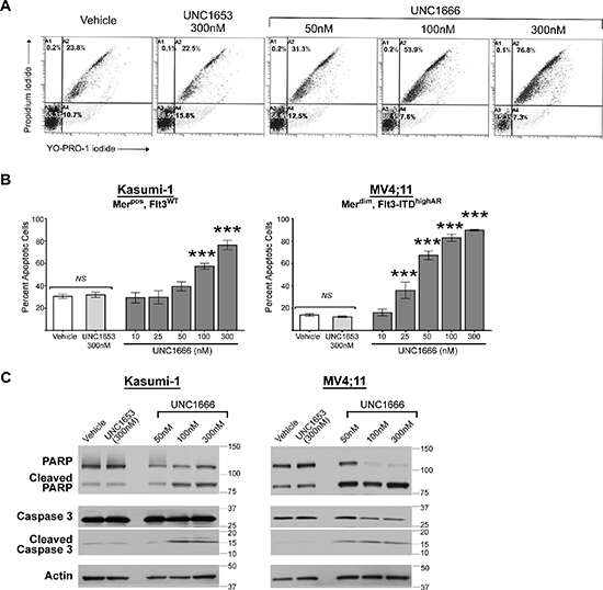 UNC1666 induces apoptosis in myeloblasts expressing Mer or Flt3-ITD.